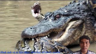 Ferocious crocodile VS African rock python - Cá sấu khổng lồ tấn công trăn đá Châu Phi || Boys-vlog