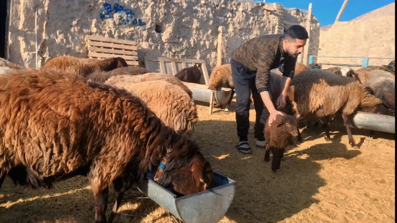 Village Life in IRAN: A Real Day of Feeding Animals and Hard Farm Work