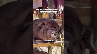 babi besar untuk upacara adat mangrara tongkonan #toraja #babi #mangraratongkonan