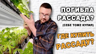 Где купить рассаду, и когда ее высаживать в 2024?