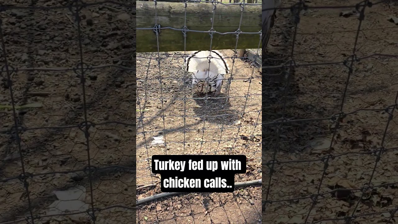 Wrong call my dude. #turkey #chicken #cockadoodledoo