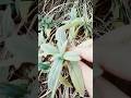 Herbal #shortsvideo