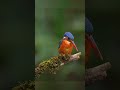 How a Bird Fixed the Bullet Train 🚄🐦