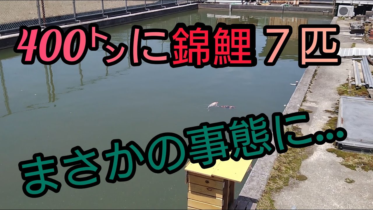 まさかの事でした、400㌧に錦鯉7匹飼育なのに、、、#Koi #錦鯉 