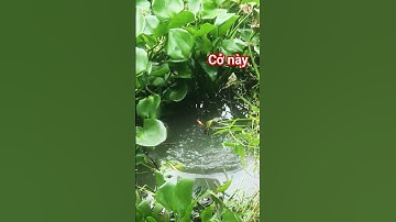 Câu cá rô đồng cở lớn:///@chuachactv
