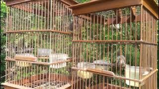 prenjak tarung #prenjak #prenjakkepalamerah #prenjaktarung #pancinganprenjak #prenjakgacor,
