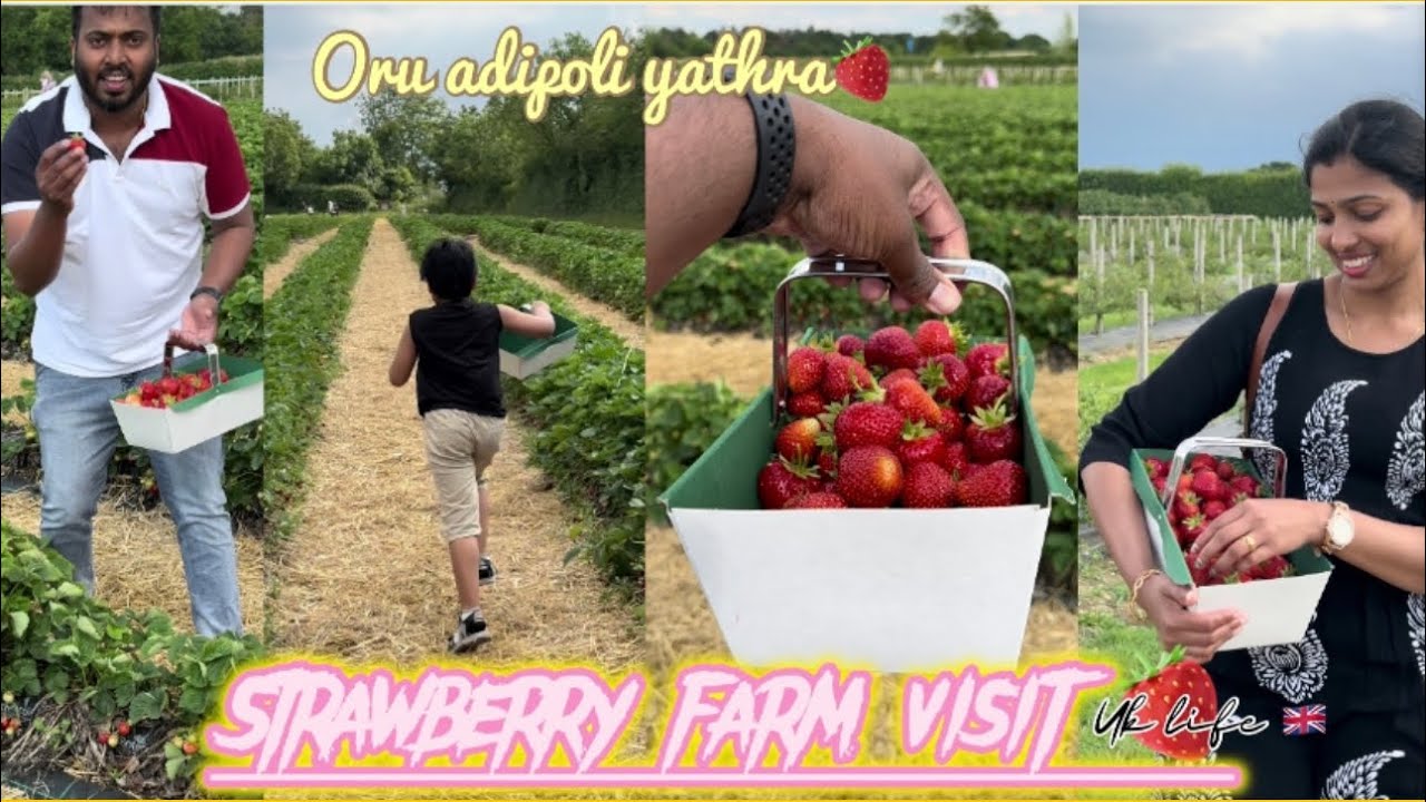 strawberry-picking-farm-uk-day-in-our-life-kaippans-rainy-weather