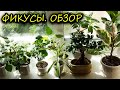 Фикусы. Обзор. [Надежда и мир]