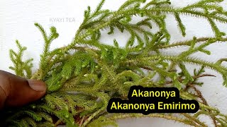 Eddagala Lino Baliyita Akanonya Elinonya Emirimo Likozese Webati