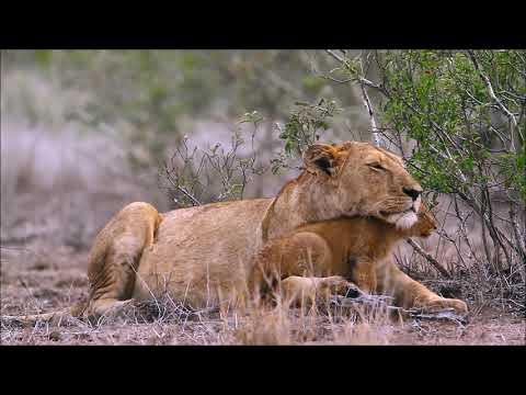 Video: Sanctuary Retreats Je Název, Který Je Třeba Znát Pro Luxusní Africké Safari