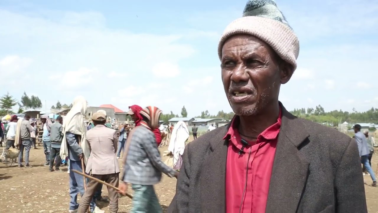 በሲያደብርና ዋዩ ወረዳ በደነባ ከተማ ለፋሲካ በዓል የቀረቡ የእርድ እንስሳት ገበያ ሁኔታ 2016ዓ ም