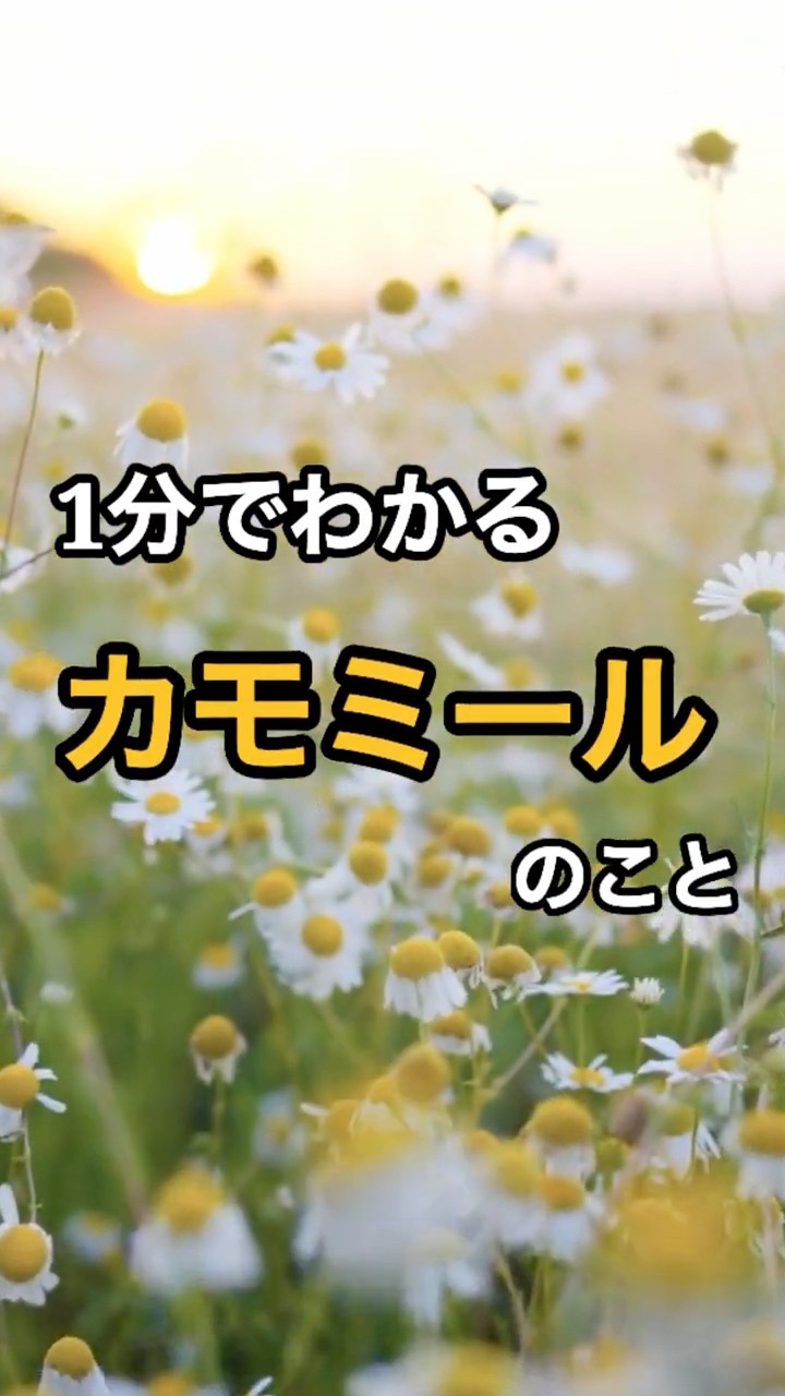 1分でわかる】カモミール｜種類による違いとは？ #ガーデニング