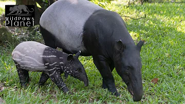 The Enigmatic Malayan Tapir: A Journey into the Wild
