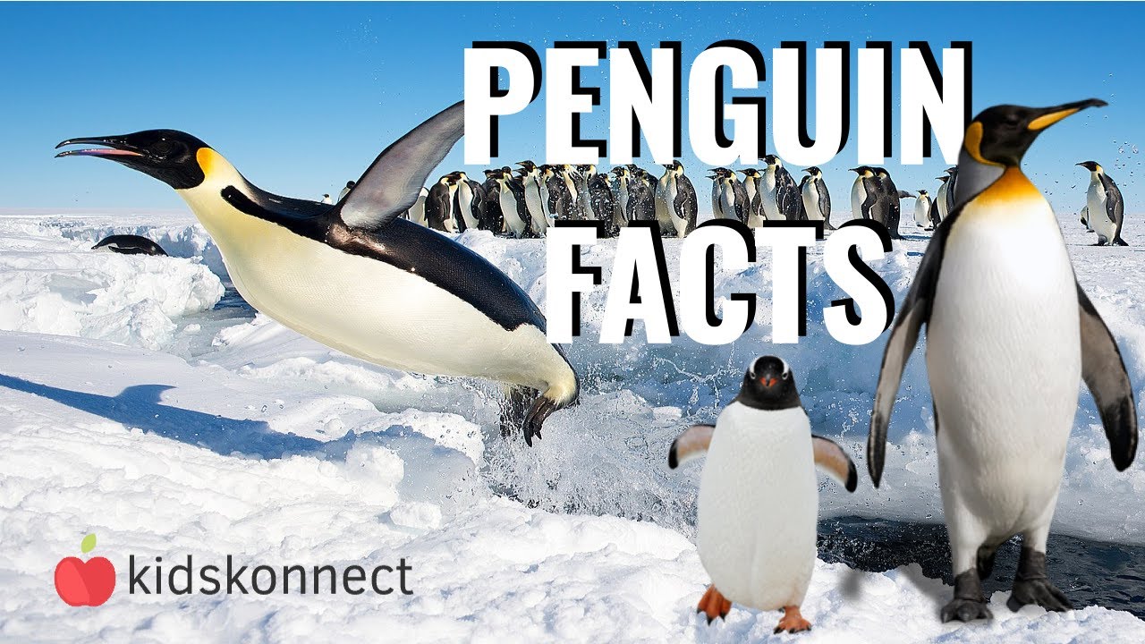 Penguin Facts Worksheets Habitat