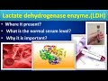 Lactate Dehydrogenase Biochemistry LDH Medilabacademy CBC Lactate Dehydrogenase Biochemistry LDH Medilabacademy CBC