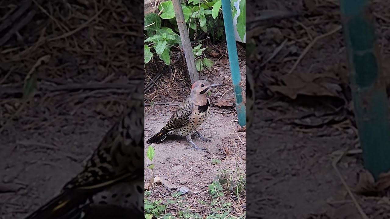 A Male Yellow-shafted Flicker 