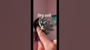 Succulents don’t have to be scary. This is how I know when to water mine #plantcare #succulentcare