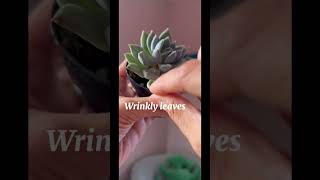 Succulents don’t have to be scary. This is how I know when to water mine plantcare succulentcare