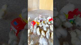 Cute Chicks Eating Onion Like Crazy 🧅🐥 #shorts