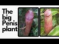 The PENIS  PLANT