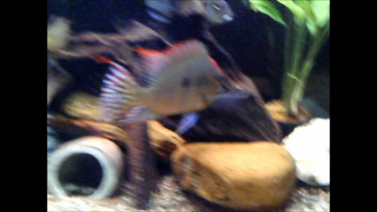 Geophagus sp. "Tapajos Red Top"