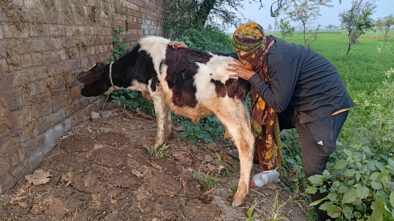 Today  Love With Funny Cow 😱😱 | Dihat ki Masti 