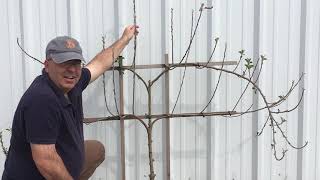 Pruning an Espalier Apple
