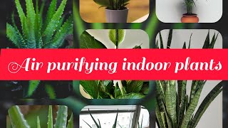 Air purifying indoor plants?