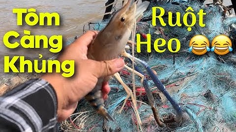 Ra sông hậu quét TÔM CÀNG XANH và cá kết trở về cho 1 xuồng ruột heo | Cù Lao Dung Vlogs #134
