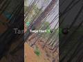 #viralvideo #travel #journey #youtubeshorts #views #nature #love #forestguard#youtubeshorts