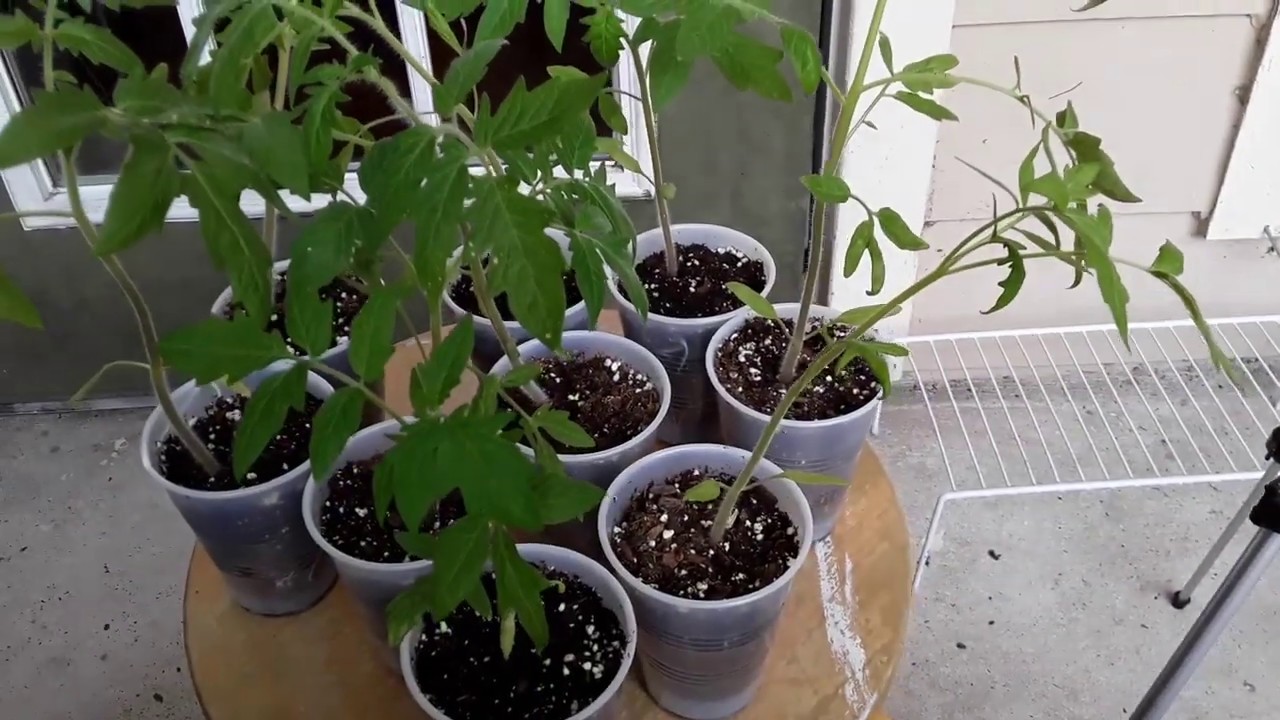 TRANSPLANTING MY TOMATO PLANTS YouTube