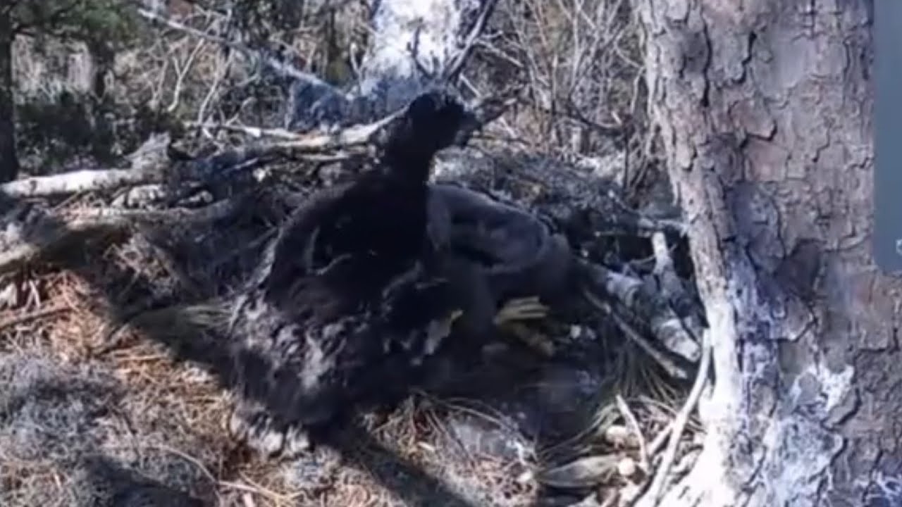 Big eaglet scared small eaglet from behind | Kisatchie National Forest E-1 | Mar 2, 26