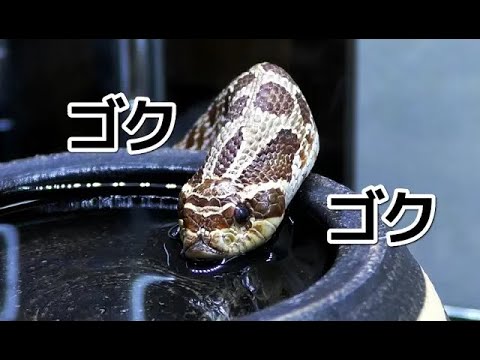 水をゴクゴク飲むシシバナヘビが可愛すぎる…！