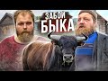 ЗАБОЙ БЫКА 500 КГ / РАЗДЕЛКА БЫКА