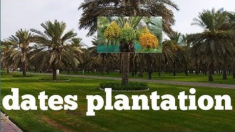 dates plantation @tukmolchannel
