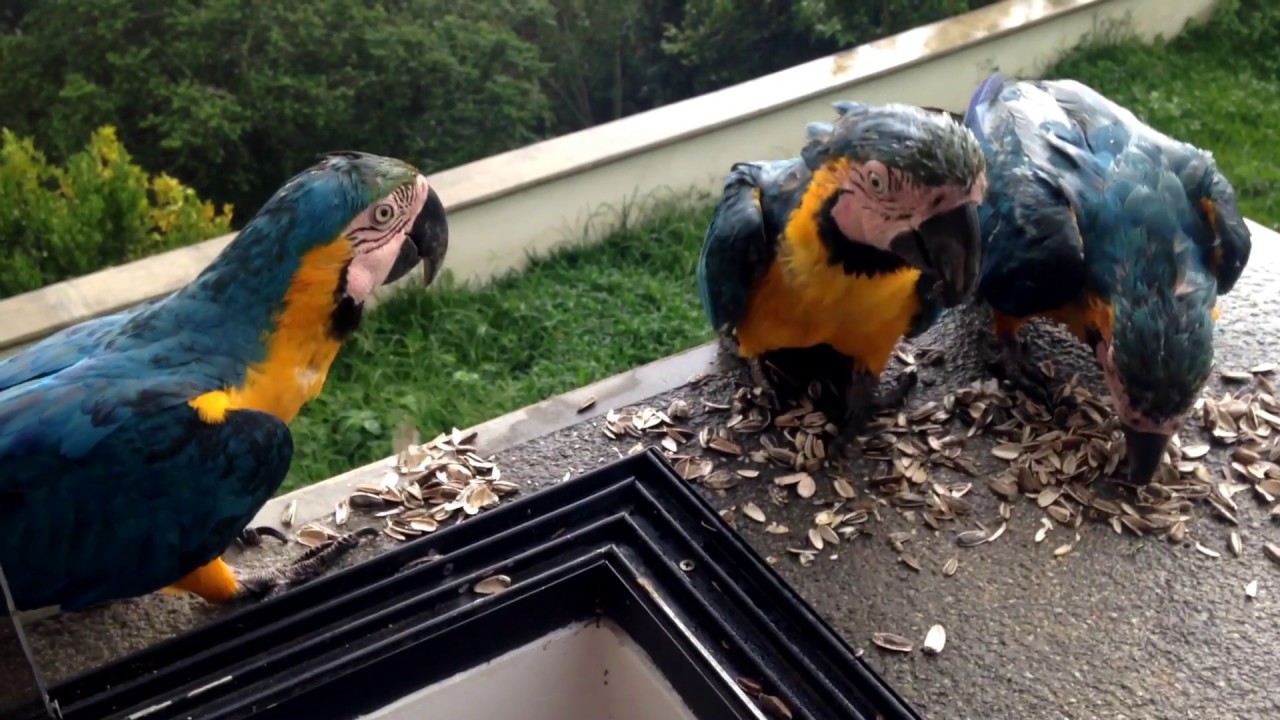 Parrots in the rain YouTube
