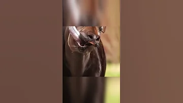 Вот на что способен язык этого странного животного🔥 Окапи