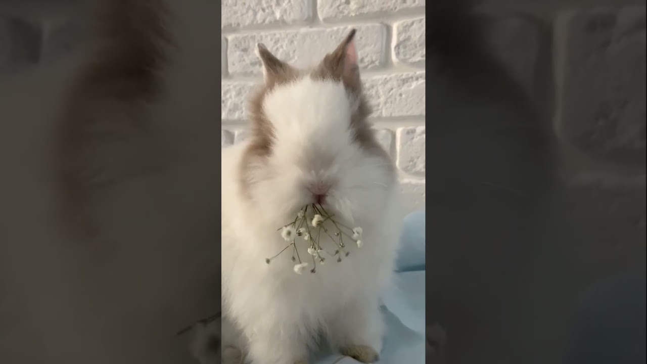 HAPPY NEW YEAR-WELCOME YEAR OF THE RABBIT 2023-