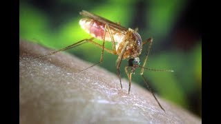 Microbiology of Malaria, a Protozoan Disease
