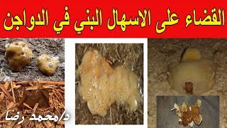 علاج الاسهال البني في الفراخ مع د/ محمد رضا