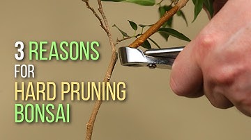 Reasons to hard prune for Bonsai tree development and results on a Ficus benjamina
