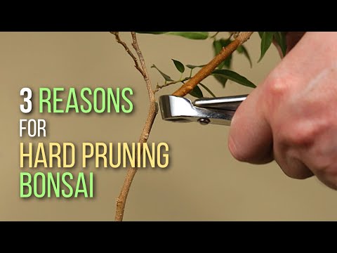 Reasons to hard prune for Bonsai tree development and results on a Ficus benjamina