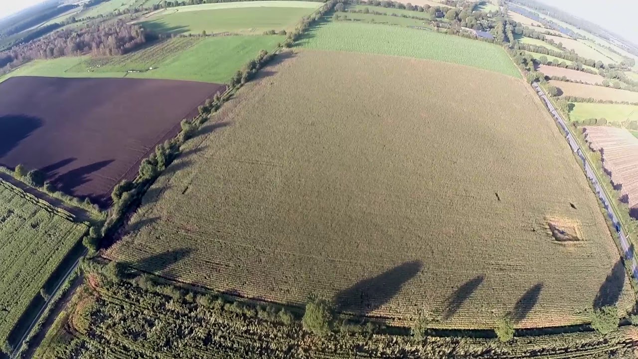 Wild und Sturmschaden im Maisfeld