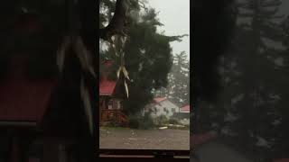 Crazy Lightning Strikes Tree⚡