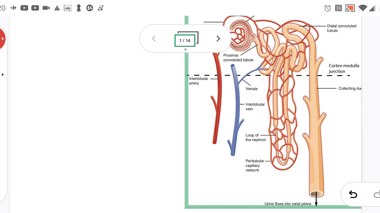 Urine concentration and dilution mechanisms YouTube
