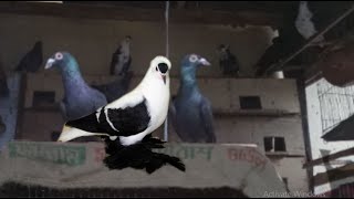 Most Beautiful Fancy Pigeons Collection
