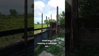 muni muni... sa bukid.