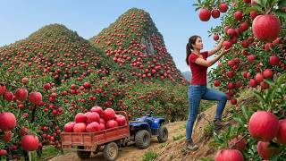 Harvesting 500KG of Apples and Lychees After 100 Days of Care to Sell at the Market | Rural Life
