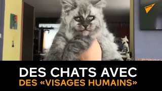 Ces Chats Dont Le Museau Ressemble A Un Visage Humain Ont Fait Le Buzz Sur Le Net