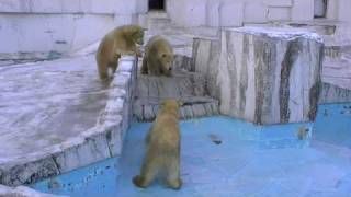 氷を割るホッキョクグマ